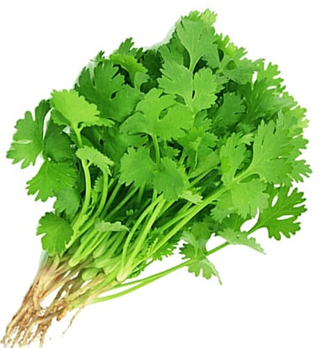 Fresh Coriander/Cilantro, hydroponic