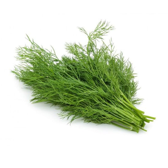 Fresh Dill, hydroponic