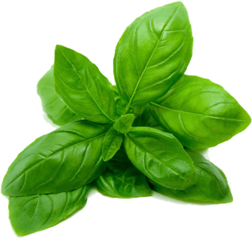 Fresh Green Basil 40g, hydroponic