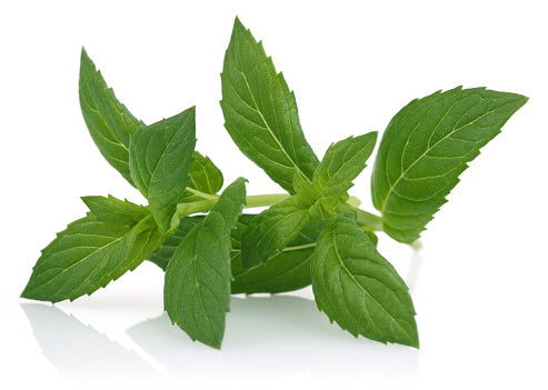 Fresh Mint, hydroponic