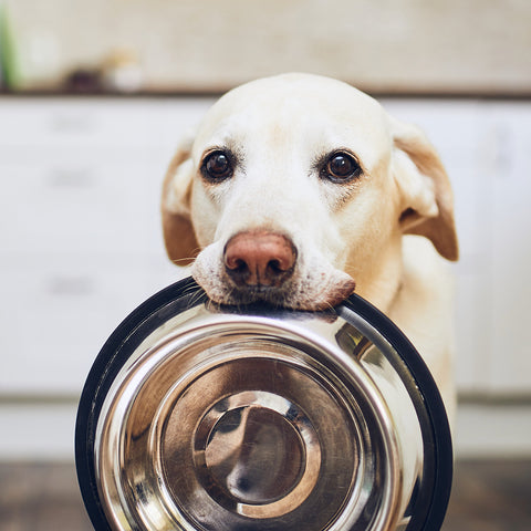 Pet Food
